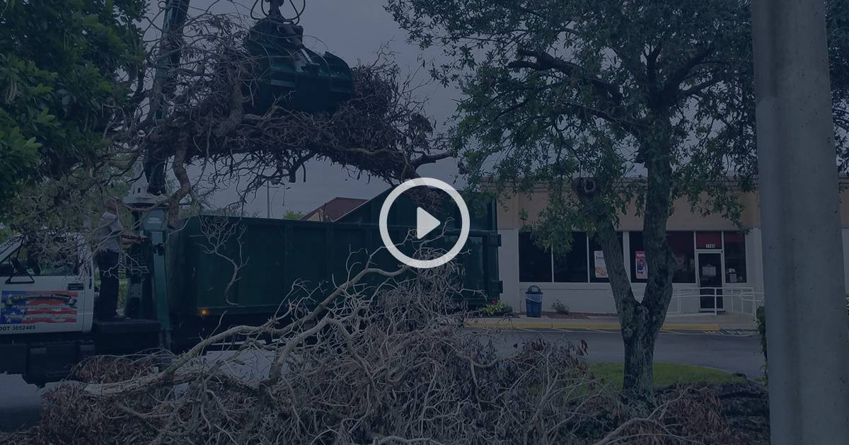 tree removal in tampa florida